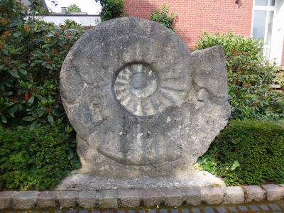 Der Ammonit von Seppenrade
